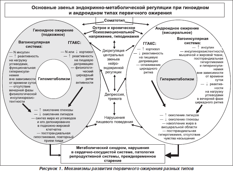 Лишний Вес Эндокринная Система