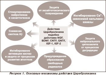 Реферат: Боковой амиотрофический склероз (БАС)