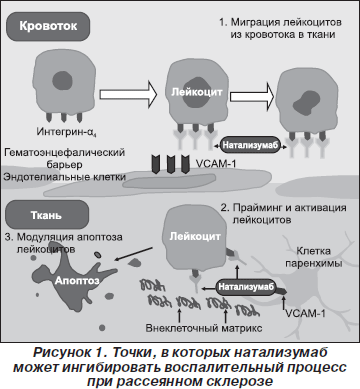 Idrofilet    -  3