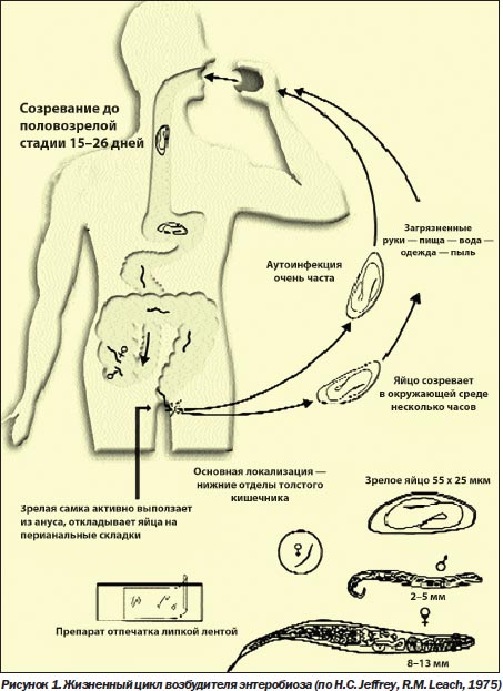 Доклад: Энтеробиоз