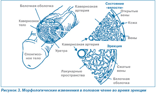 Как продлить секс: советы для мужчин и женщин