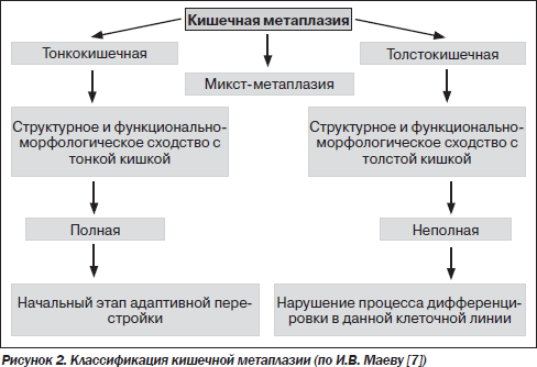 Диета При Кишечной Метаплазии