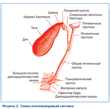 Где Находится Сфинктер Одди Фото