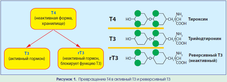 Клиническая значимость определения реверсивного трийодтиронина (rТ3) или  антитиреоида | Интернет-издание "Новости медицины и фармации"