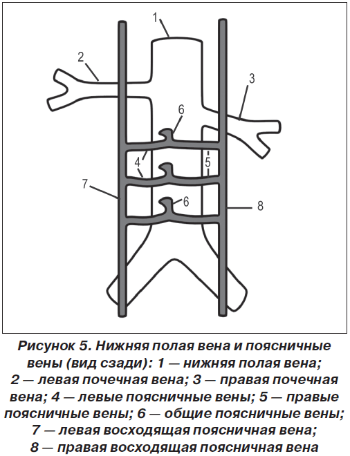 Полая Вена Где Находится Фото