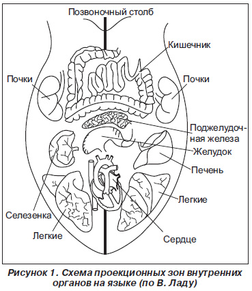 Внутренние Органы На Языке Фото