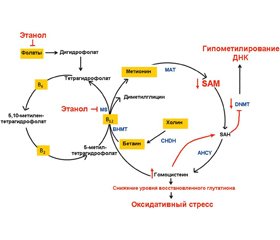 Влияние экзогенных факторов  на геномный импринтинг 2. Влияние вредных привычек родителей  на геномный импринтинг потомков