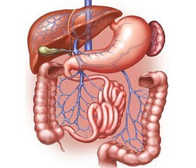 Захворювання органів шлунково-кишкового тракту  при супутній патології щитоподібної залози  (огляд літератури)