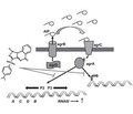 Лекарственные средства, ингибирующие  кворум-сенсинг бактерий Staphylococcus aureus