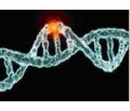 Adrenogenital syndrome: molecular mechanisms of development