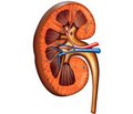 The role of genetic nephropathies in the formation of chronic renal failure in children  (a clinical observation of a child with acrorenal syndrome)