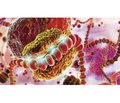 Роль мікроРНК у розвитку артеріальної гіпертензії