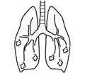 Role of the mechanisms of the antioxidant system in the development of respiratory diseases