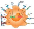 Development of the immune response in pneumonia due to Staphylococcus aureus  (part 4)