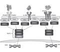 Development of the immune response in pneumonia induced by Staphylococcus aureus (part 3)