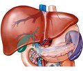 Non-alcoholic fatty liver disease: features of metabolic changes at different stages of the disease