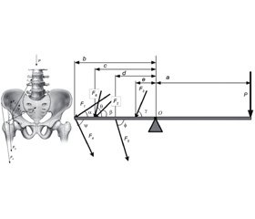 Клинико-биомеханическое обоснование и построение модели работы мышц, обеспечивающих горизонтальное  равновесие таза