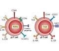 Development of the immune response in pneumonia due to Staphylococcus aureus (part 7)