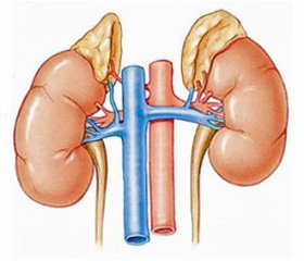 Органосберегающие операции в лечении доброкачественных опухолей надпочечников