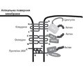 Хронічна Helicobacter pylori-асоційована інфекція у дітей, парацелюлярна проникність слизової оболонки шлунка та харчова алергія