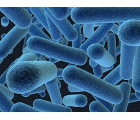 Антагонистические бактерии Bacillus subtilis:  влияние на иммунитет и возможности клинического применения
