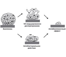 Pharmaceutical effect on the biofilm dispersion. Nitric oxide donors