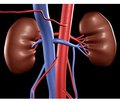 The ways of recovery of morphofunctional state of duplicated kidneys