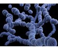 Ингибиторы механизмов кворум-сенсинга бактерий Streptococcus рneumoniae