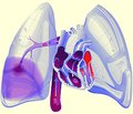 Тромбоемболія легеневої артерії: сучасні погляди на визначення ризику, етіопатогенез та клінічні прояви