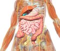 Age characteristics of the motor disorders in inflammatory pathologies of digestive system