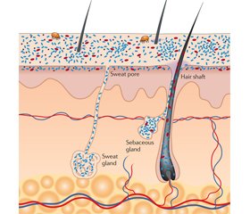 Мікробіота шкіри — підтримання здорового екобалансу