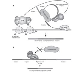 Механізми дії внутрішньоядерних мікроРНК. Частина 2. МікроРНК-опосередкована регуляція нкРНК-транскриптому й альтернативного сплайсингу