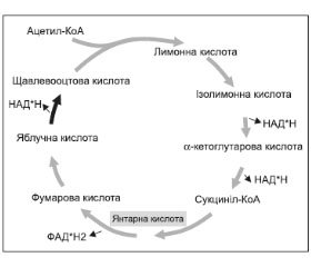 Препарат Цитофлавін® у лікуванні дисциркуляторної енцефалопатії у хворих на цукровий діабет 2-го типу: досвід використання