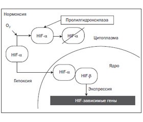 Гипоксия — ведущий фактор прогрессирования хронической болезни почек