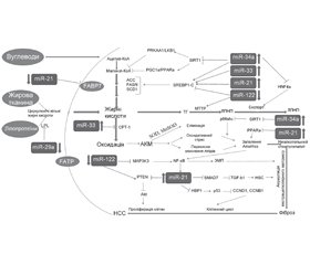 Роль мікроРНК у розвитку захворювань печінки. Частина 1