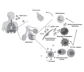 Патогенез COVID-19