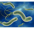 Особливості харчування хворих на шигельоз дітей, інфікованих Helicobacter pylori