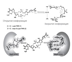 Drug control of biofilm dispersion due to regulation of the activity of bacterial cyclic guanosine monophosphate (part 2)