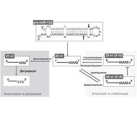 Regulation of miRNA content. Part 1. Editing miRNA. Тailing miRNA