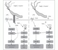 Роль TLR4, NLRC1/NOD1 та NF-κB у розвитку запалення слизової оболонки шлунка при хелікобактерній інфекції у дітей