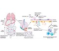 Патофізіологічні основи гепатопульмонального синдрому