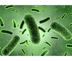 Sporogenous Probiotics, Iron Deficiency and Immunity