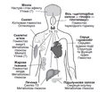 Використання левотироксину в лікуванні гіпотиреозу: історична перспектива