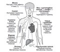 Використання левотироксину  в лікуванні гіпотиреозу:  історична перспектива