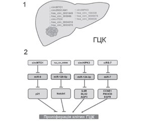 Роль мікроРНК у розвитку захворювань печінки. Частина 2