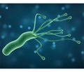 Інфекція Helicobacter pylori: сучасний погляд на фактори вірулентності та патогенності