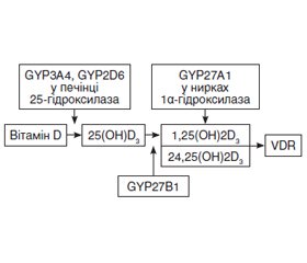 Інфекція Helicobacter pylori та вітамін D