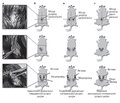 Experimental Modeling of Osteoporosis in Animals