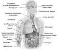 Иммунозависимые побочные эффекты, ассоциированные с иммунотерапией рака