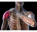 Двохетапна та двокомпонентна блокада плечового сплетіння в травматологічних хворих